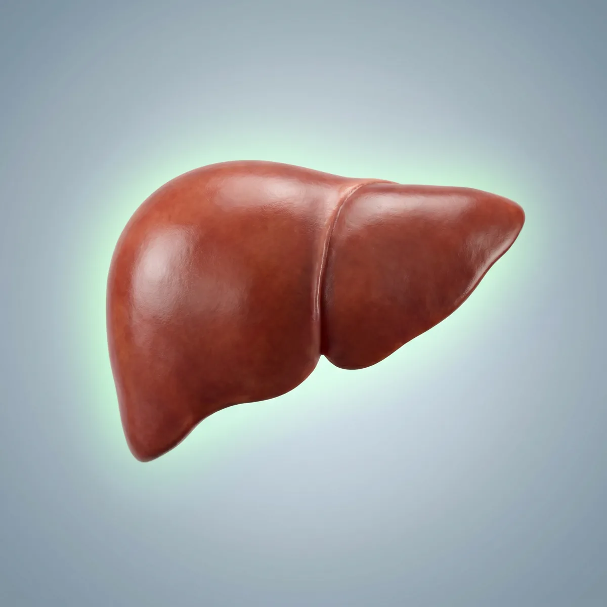 Healthy liver with glutathione restored